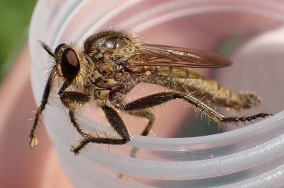 Machimus rusticus