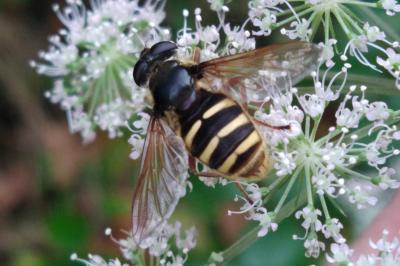 Sericomyia silentis