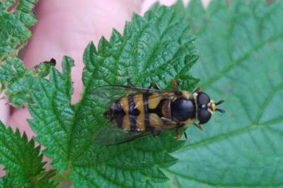 Didea fasciata