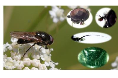 Cheilosia barbata