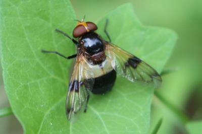 Volucella pellucens