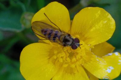 Meliscaeva cinctella