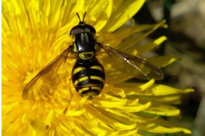 Chrysotoxum intermedium