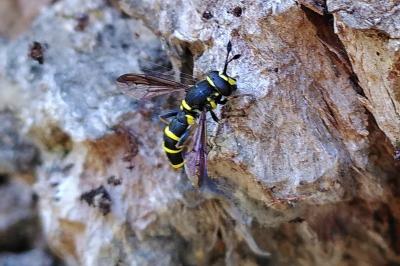 Ceriana conopsoides