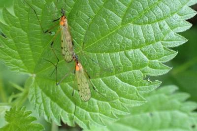 <i>Limonia nigropunctata</i>