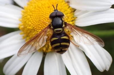 Chrysotoxum intermedium