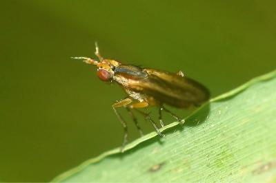 Limnia unguicornis