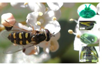 Eupeodes luniger