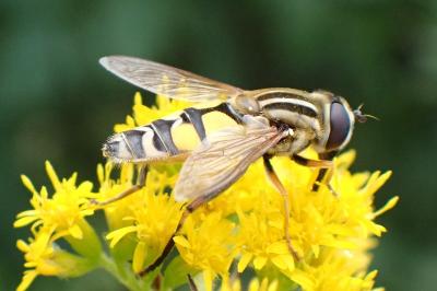 <i>Helophilus trivittatus</i>