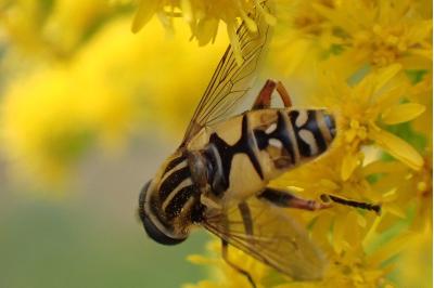 Helophilus pendulus
