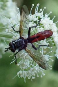 <i>Cylindromyia bicolor</i>