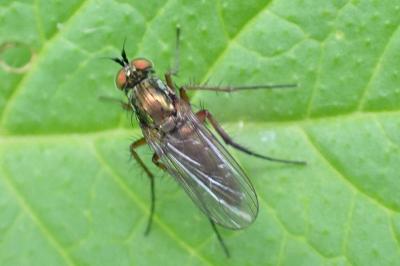 <i>Dolichopus ungulatus</i>
