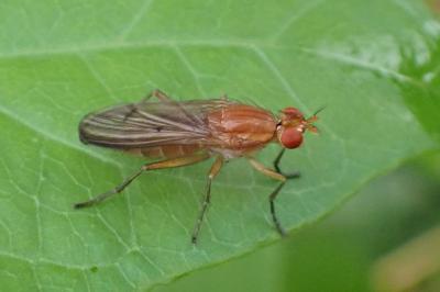 <i>Tetanocera</i>