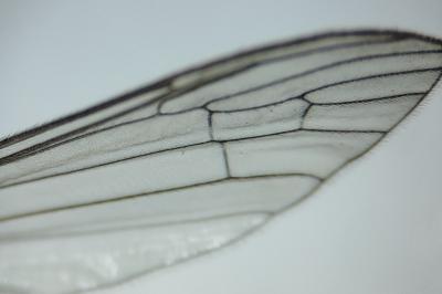 Diogma glabrata
