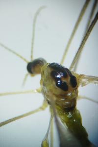<i>Diogma glabrata</i>