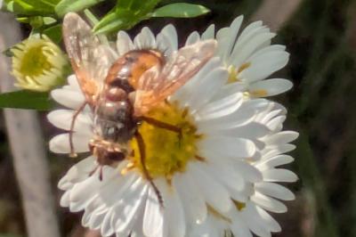 <i>Tachina fera</i>