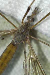 <i>Tipula scripta</i>