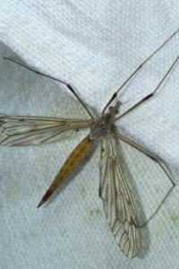<i>Tipula scripta</i>
