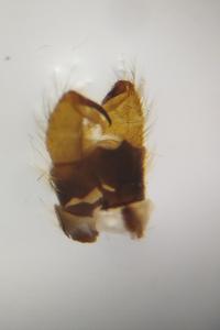 <i>Pilaria discicollis</i>