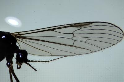 <i>Gnophomyia viridipennis</i>