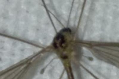 <i>Diogma glabrata</i>