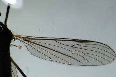 <i>Gnophomyia viridipennis</i>