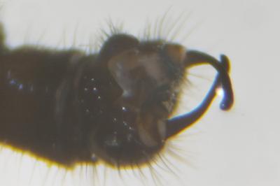 <i>Gnophomyia viridipennis</i>