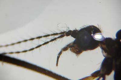 <i>Gnophomyia viridipennis</i>