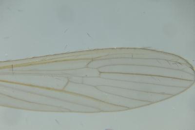 <i>Molophilus propinquus</i>