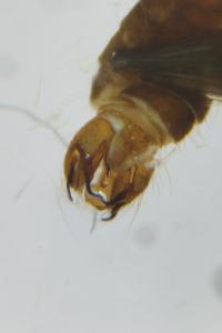 <i>Molophilus propinquus</i>