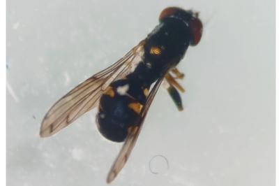 Neoascia interrupta