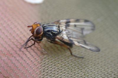 <i>Otites porcus</i>