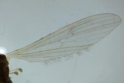 <i>Molophilus bifidus</i>