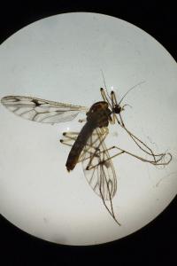 <i>Dixa nebulosa</i>