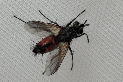 <i>Eriothrix rufomaculata</i>