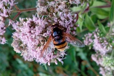 Volucella zonaria