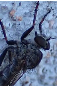 <i>Tolmerus atricapillus</i>