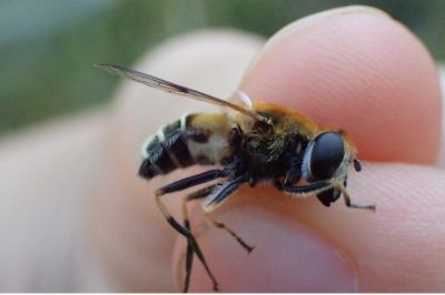 <i>Eristalis jugorum</i>