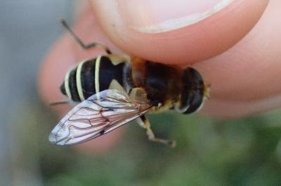 <i>Eristalis jugorum</i>