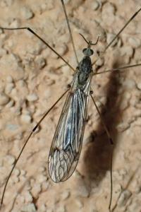 Tipula confusa