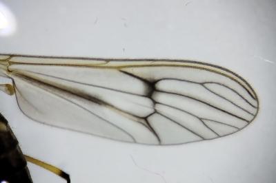 <i>Dixa puberula</i>