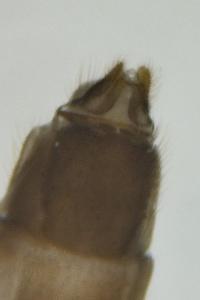 <i>Dixa puberula</i>