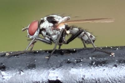 <i>Anthomyia</i>