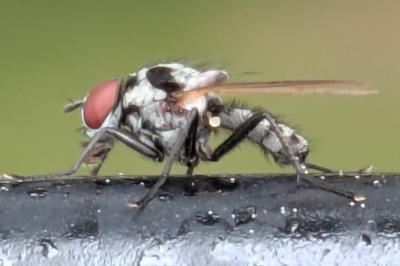 <i>Anthomyia</i>
