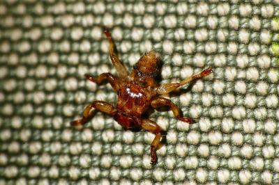 <i>Lipoptena cervi</i>
