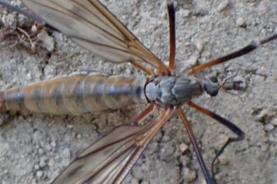 <i>Tipula varipennis</i>