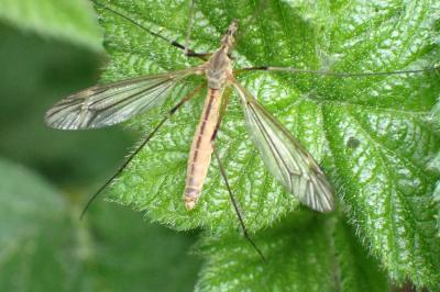 <i>Tipula vernalis</i>