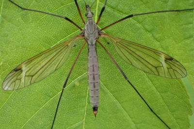 <i>Tipula luna</i>