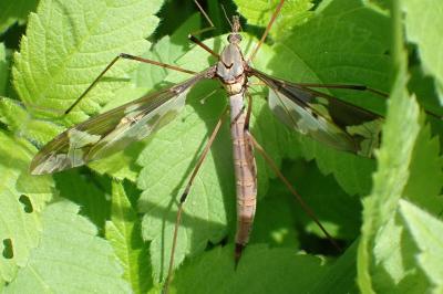 <i>Tipula maxima</i>