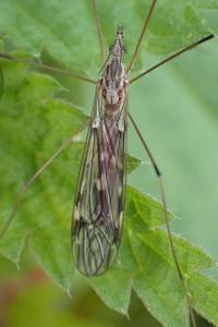 <i>Tipula confusa</i>